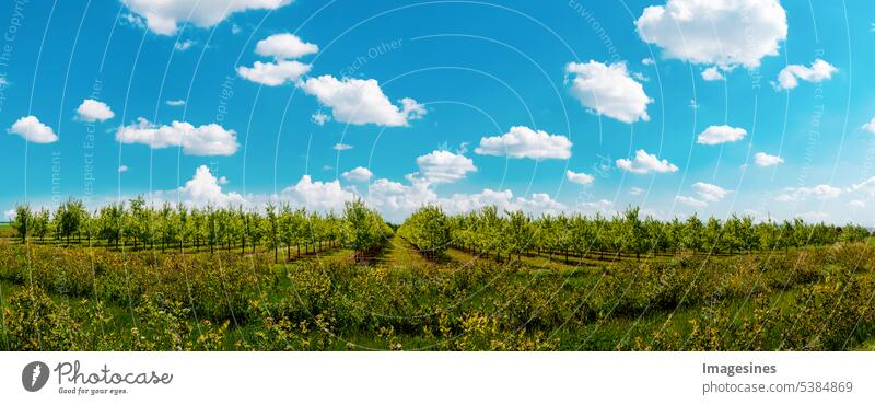 Plum orchard and chokeberry plants in the foreground on a sunny day in May after flowering Aronia plants Foreground Day Blossom agricultural field Agriculture