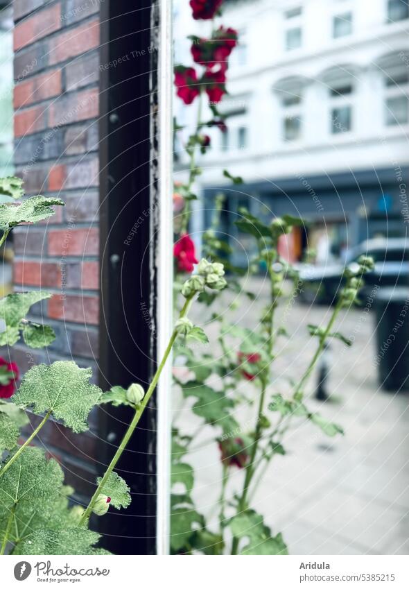 Urban greening | mirror on house facade with hollyhocks Mirror Hollyhock Facade Street clinker facade Wall (building) House (Residential Structure) Building