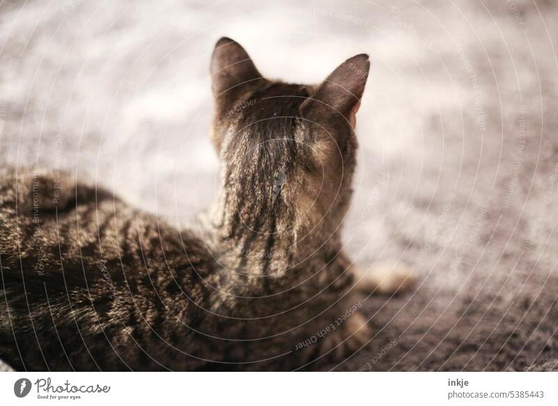 Cat back head portrait with long neck Pelt cuddly Soft attention Cat's head kitten Pet Brown Gray Domestic cat mackerelled Cuddly Observe at home dwell