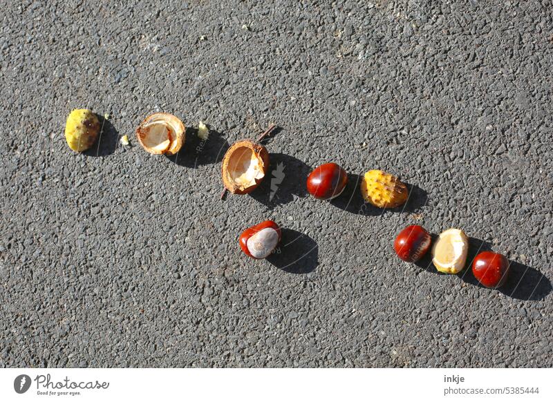 chestnuts chestnut peel collect chestnuts Autumn Asphalt Drop shadow Contrast Gray Pavement autumn mood Chestnut Sense of Autumn Autumnal amass Autumnal colours