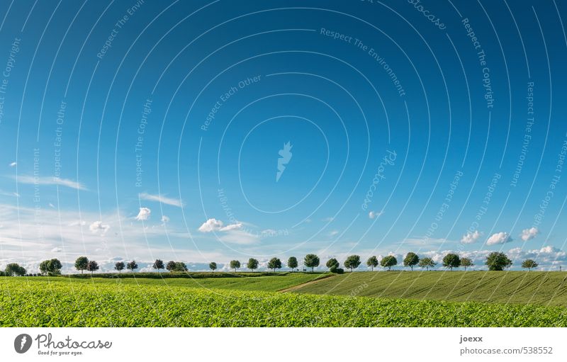 Standing still Nature Landscape Sky Clouds Horizon Summer Tree Field Natural Blue Green White Idyll Environment Far-off places Rural Colour photo Exterior shot