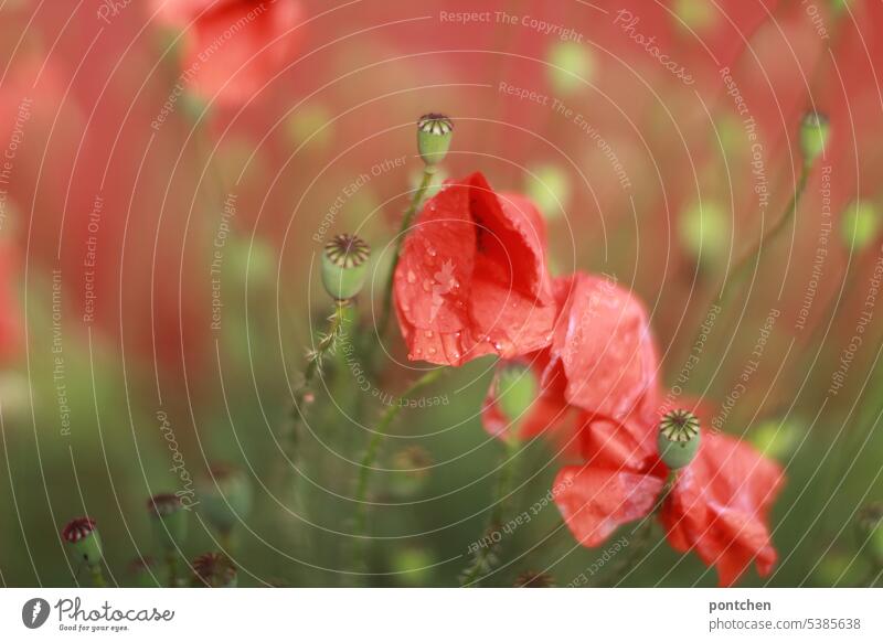 Poppies after the rain. Green Beauty & Beauty Idyll Flower Meadow flower Summer stalk Nature Close-up Red fade blossom flowers encapsulate poppy seed capsules