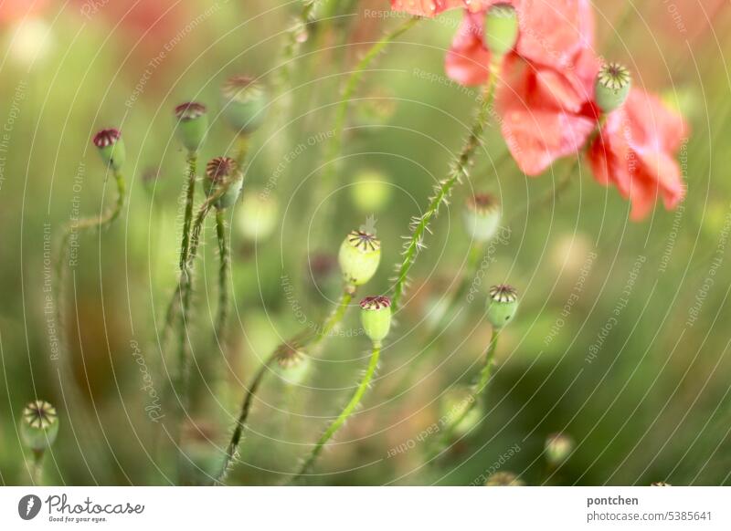 poppy. Corn poppy poppies poppy seed capsules encapsulate flowers blossom fade Red Close-up Nature stalk Summer Meadow flower Flower Idyll Beauty & Beauty Green