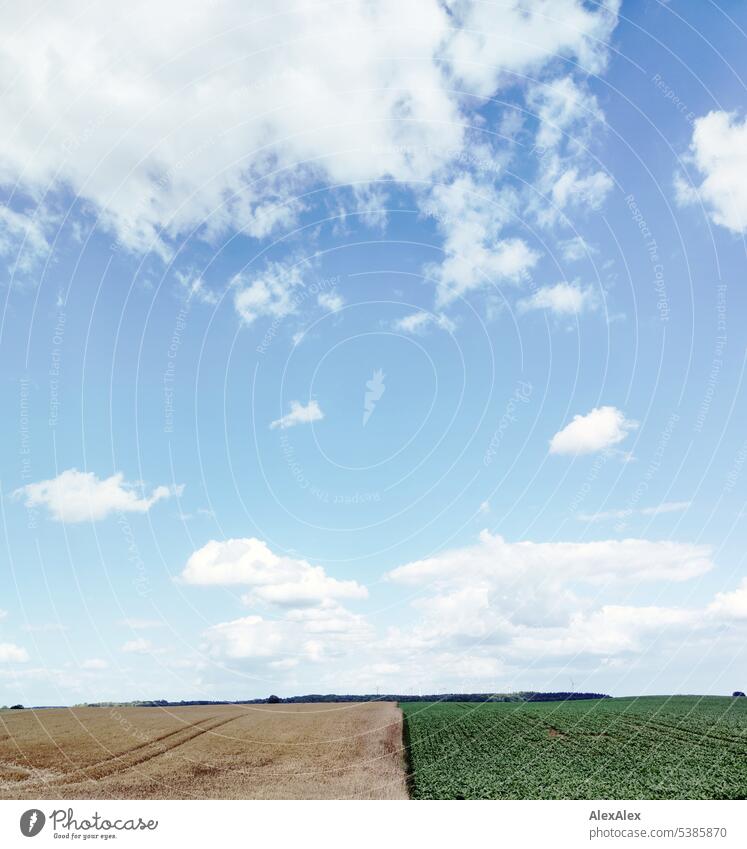 small white clouds over a flat landscape with a green and a yellow field dividing the image and forest on the horizon. Clouds Landscape Northern Germany Meadow