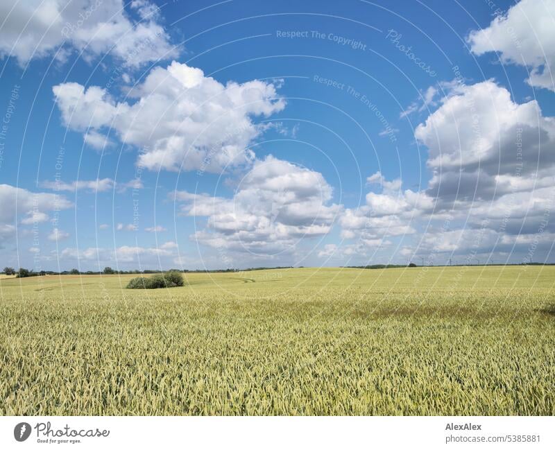 small white clouds over field with tree and forest on horizon Clouds heavy clouds Landscape landscape Northern Germany plants Green flowers Bushes Tree Forest