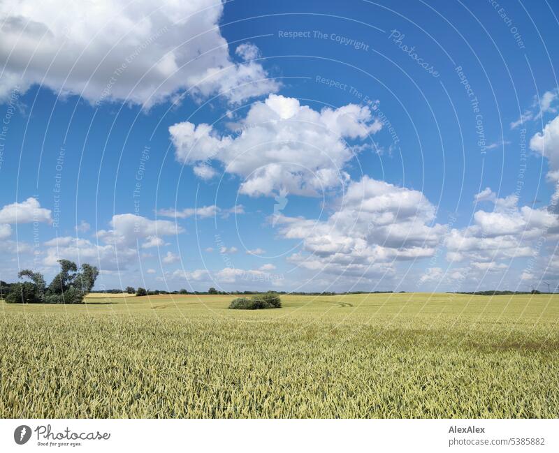 small white clouds over field with tree and forest on horizon Clouds heavy clouds Landscape landscape Northern Germany plants Green flowers Bushes Tree Forest