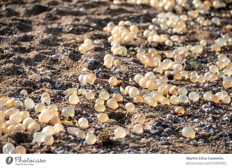 Fish eggs in the Lighthouse of the city of La Paloma in Rocha in Uruguay. alertness america architecture atlantic beach beacon building coast coastal coastline