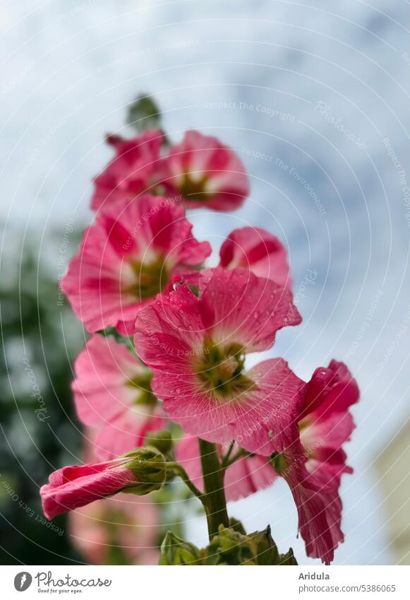 Frog perspective | hollyhock in pink after the rain Hollyhock Worm's-eye view Flower Summer blurriness blurred Blossom Plant Garden summer flower Pink