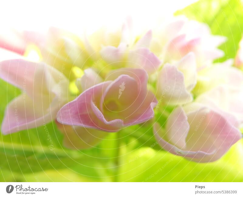 Flowers of a peasant hydrangea open Hydrangea Hydrangea blossom pink flowers pastel shades Close-up Blossom Detail Summer Light green delicate blossoms