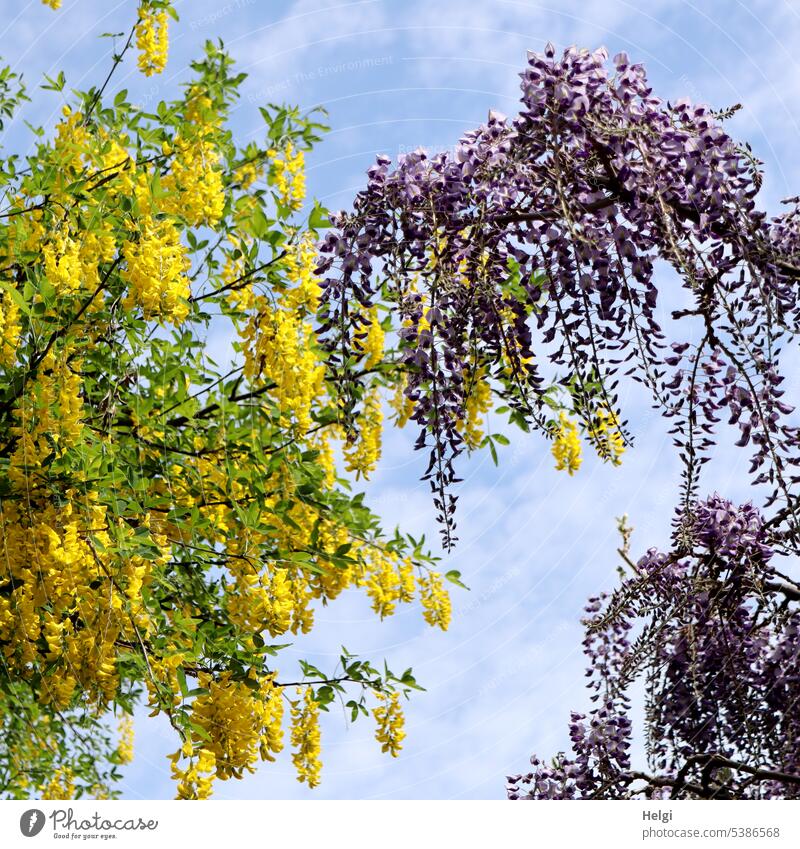 Golden rain and blue rain against blue sky Goldenchain tree Laburnum Blue rain Plant Tree blossom wax Spring Sky Beautiful weather Sunlight Light Shadow Nature