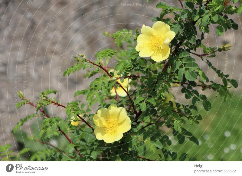 Mainfux-UT |yellow climbing roses Flower Blossom pink Plant Garden blossom wax Spring Blossom leave Leaf Nature flora Day Summer sunshine Sunlight Light Shadow