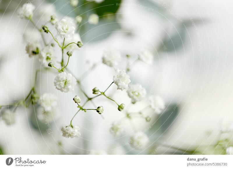 Veil / Gypsophila paniculata flowering Baby's-breath filigree flowers delicate blossoms tender flowers Close-up Detail macro shot tender tones Nature romantic