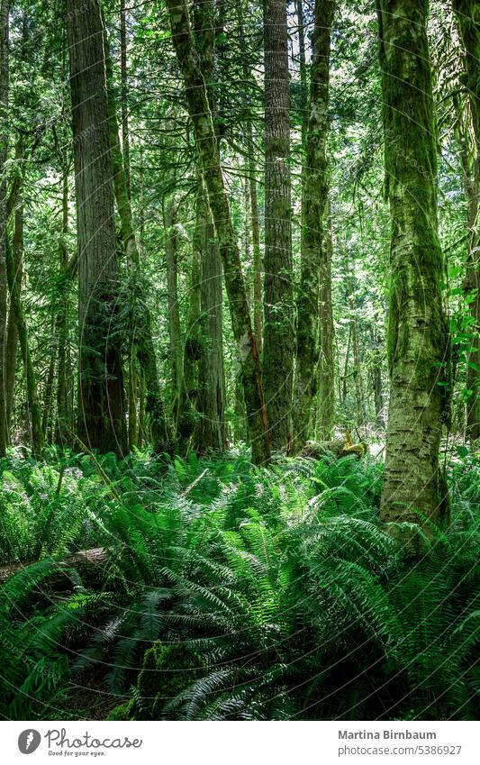 Lush green trees and ferns in the Hoh rainforest, Washington woods hoh hall of mosses washington wet hoh rain forest unesco biosphere reserve