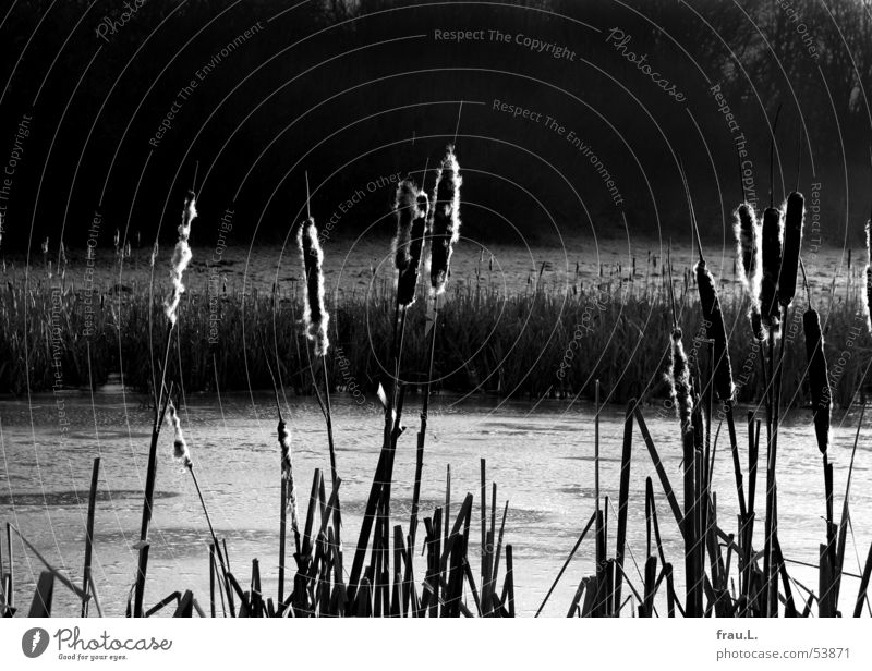 final hours Lake Bottle brush tree Pond Frozen Winter Cold Common Reed Ice