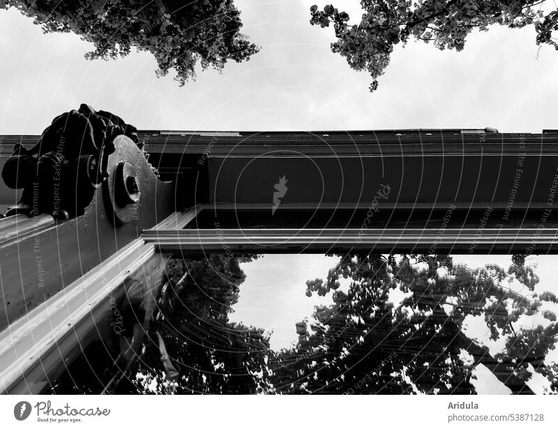 Frog perspective | trees reflected in window of an old ornamented house facade b/w Window Shop window reflection Facade Reflection Glass Building Architecture