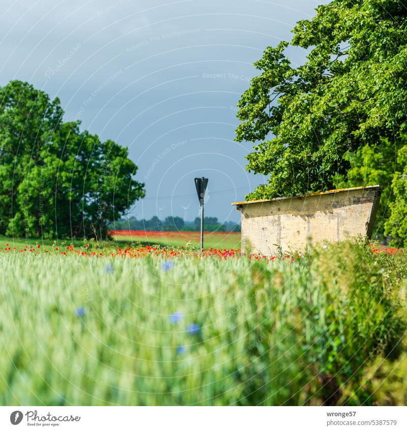 Bus shelter on Rügen Rural rural surrounding Bus stop Passenger shelter island rebuke Deserted Exterior shot Sky Landscape cloudy sky Idyll idyllically