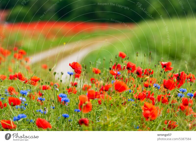 Blooming poppy by the wayside Poppy poppy blossoms Poppy blossom Wayside off the beaten track Summer Plant Corn poppy Deserted Exterior shot Blossoming