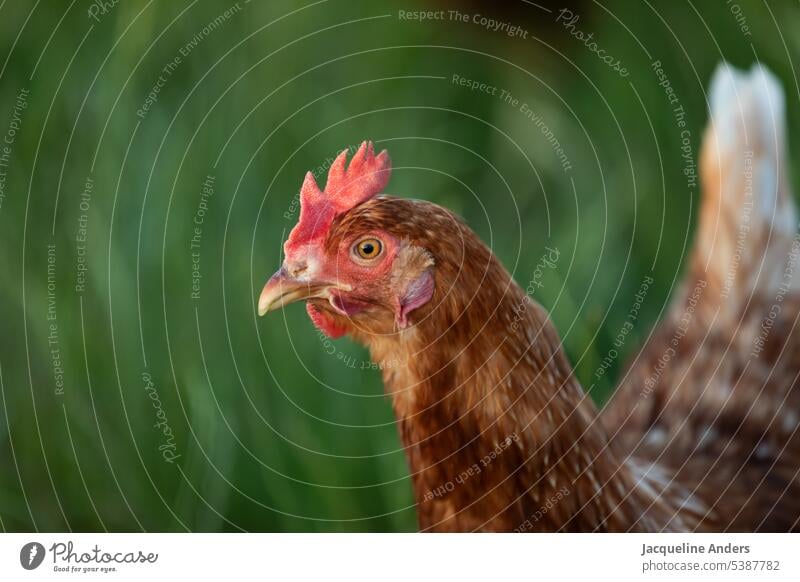 happy free range chicken on the meadow fortunate Close-up hen portrait animal portrait Meadow Ecological Free-range rearing Free-roaming Farm animal Poultry