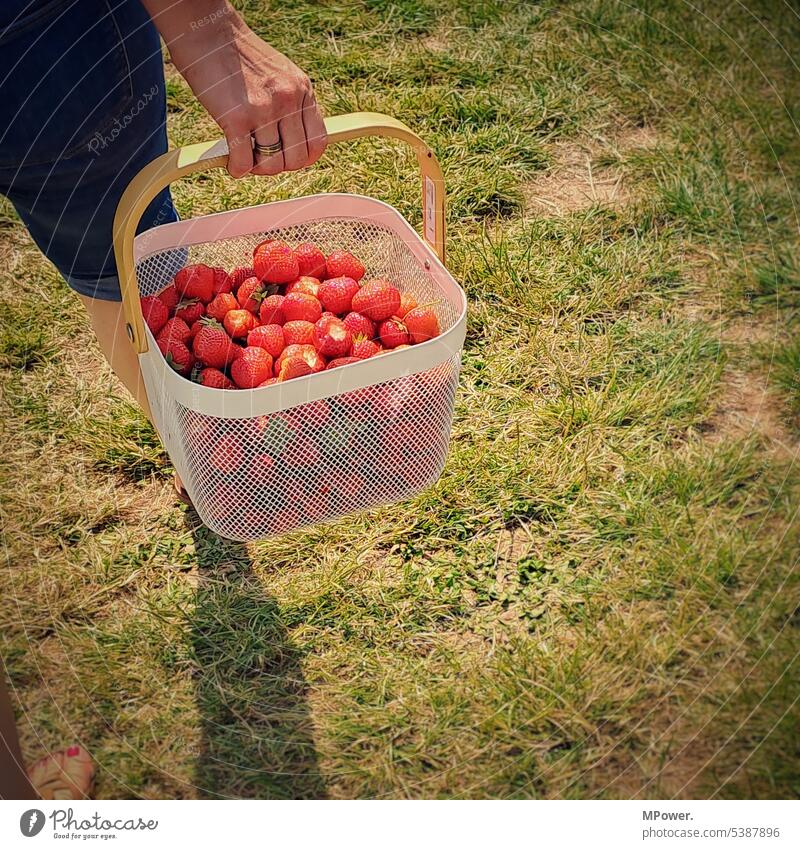 Collect strawberries Strawberry Fruit Red cute Food Delicious Fresh Juicy Healthy Summer Vitamin Berries Mature Tasty naturally Dessert Close-up Diet Organic