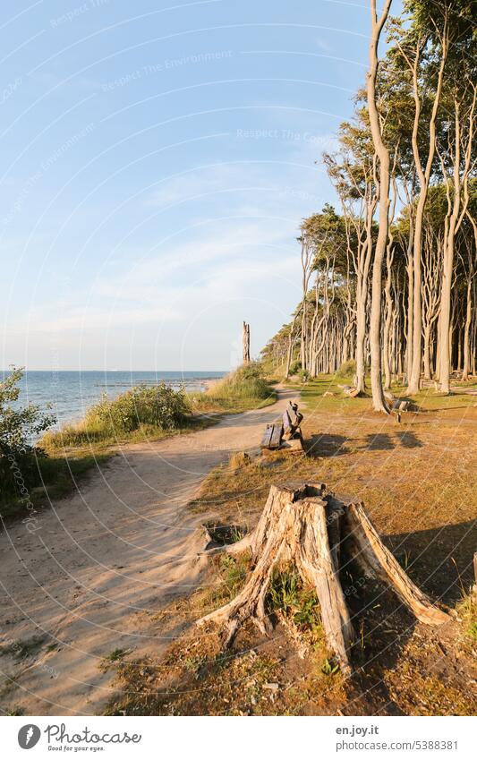 Tree stump in ghost forest Ghost forest Mecklenburg-Western Pomerania Baltic coast Baltic Sea Ocean trees Forest vacation Vacation & Travel ways destination