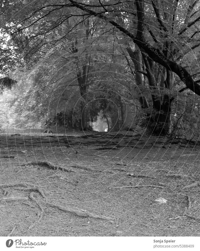 Forest on a sunny day in summer. Lonely and quiet landscape. A path in the forest. Black and white photo. Sun Day Summer silent Landscape Tree trees off