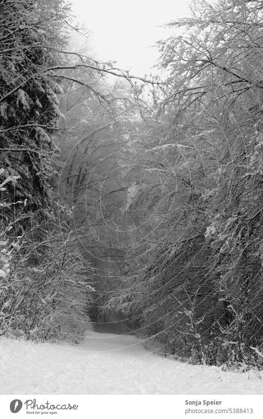 Forest on a foggy day in winter. Snow lies on the ground and on the trees. Lonely and silent landscape.black and white photo. Tree Fog Winter Cold Day Landscape