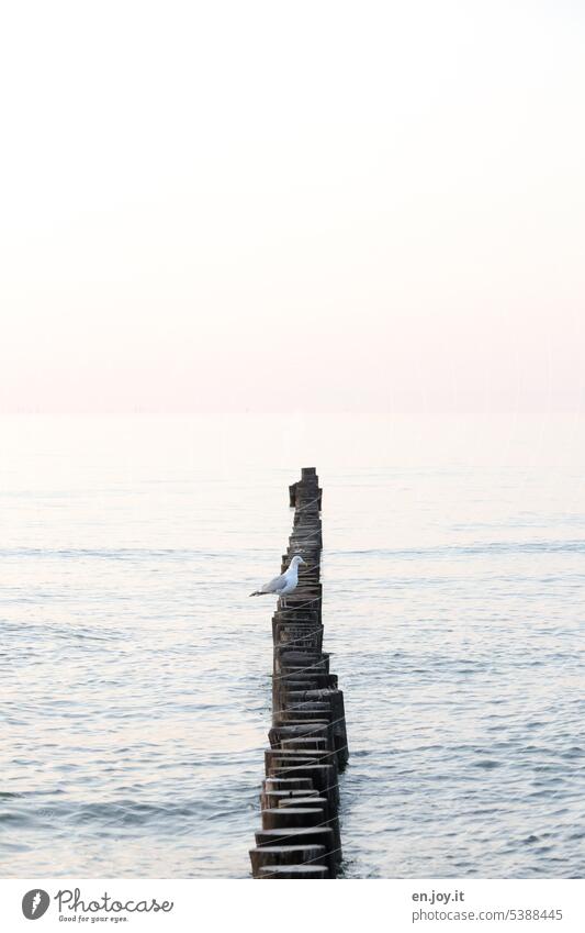 Seagull on a groyne at the Baltic Sea Break water Ocean Horizontal High-key Bright Water Bird coast Deserted Copy Space top vacation Vacation & Travel