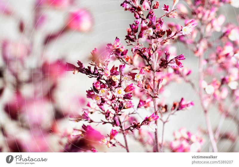 Pink  flowers of heuchera nature plant background pink perennial bells coral bells blossom flora blooming botany pink flower closeup macro seasonal ornamental