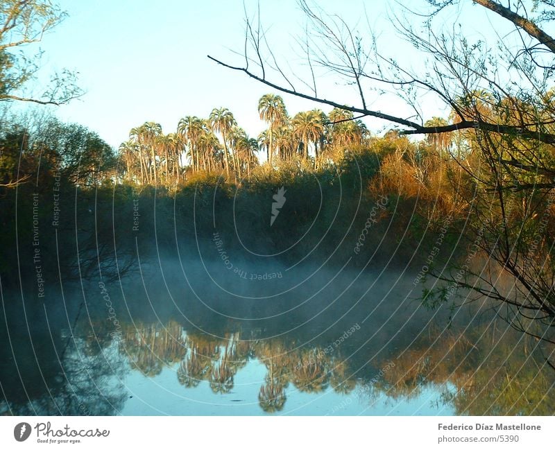 palmar Palm tree Park Sunrise Brook Argentina Water Nature Reflection River