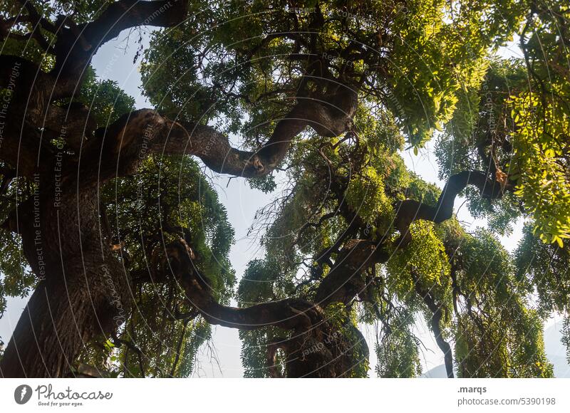 Knotty tree gnarled Growth Leaf Environment Tree Nature Old Green Tree trunk Large mightily Sky Perspective Twigs and branches elm