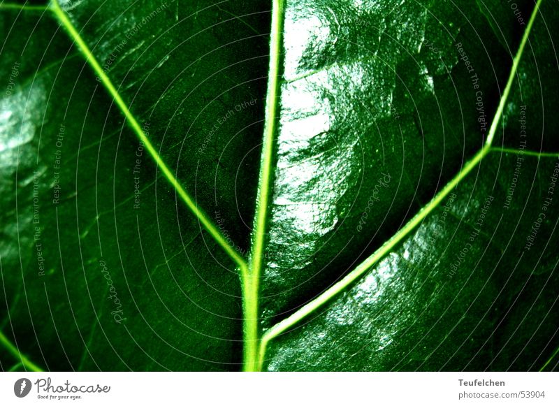 Green Phase 2 Leaf Photosynthesis Plant Glittering Vessel Macro (Extreme close-up) Close-up Lamp