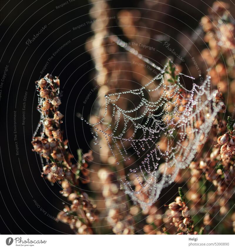 Whims of nature | faded heather decorated with noble dew beads on spider web Plant Erika Faded Autumn Spider's web Dew dew drops taupe beads Cobwebby