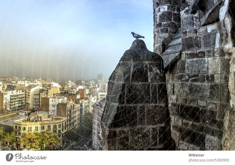 From a wall high above, the dove watches over the big city engulfed in smog Town City Bird Pigeon Guard Above Tall Sky Church Facade Wall (barrier)