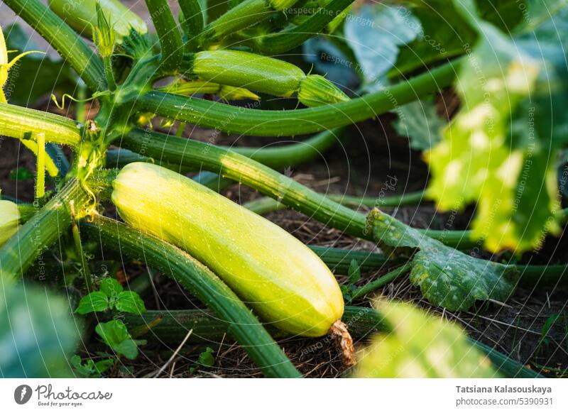 Bush of young zucchini marrow in the garden harvest white courgette green vegetable summer farm agriculture organic homegrown fresh Cucurbita pepo abundance