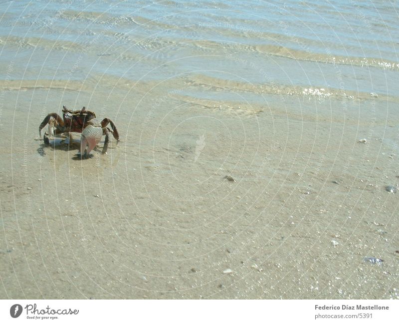 crayfish Animal Patagonia Sand Shellfish