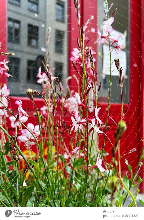 City greening | splendor candle in front of red front door Magnificent candle shrub urban summer flower Town Entrance Window reflection house facade Red