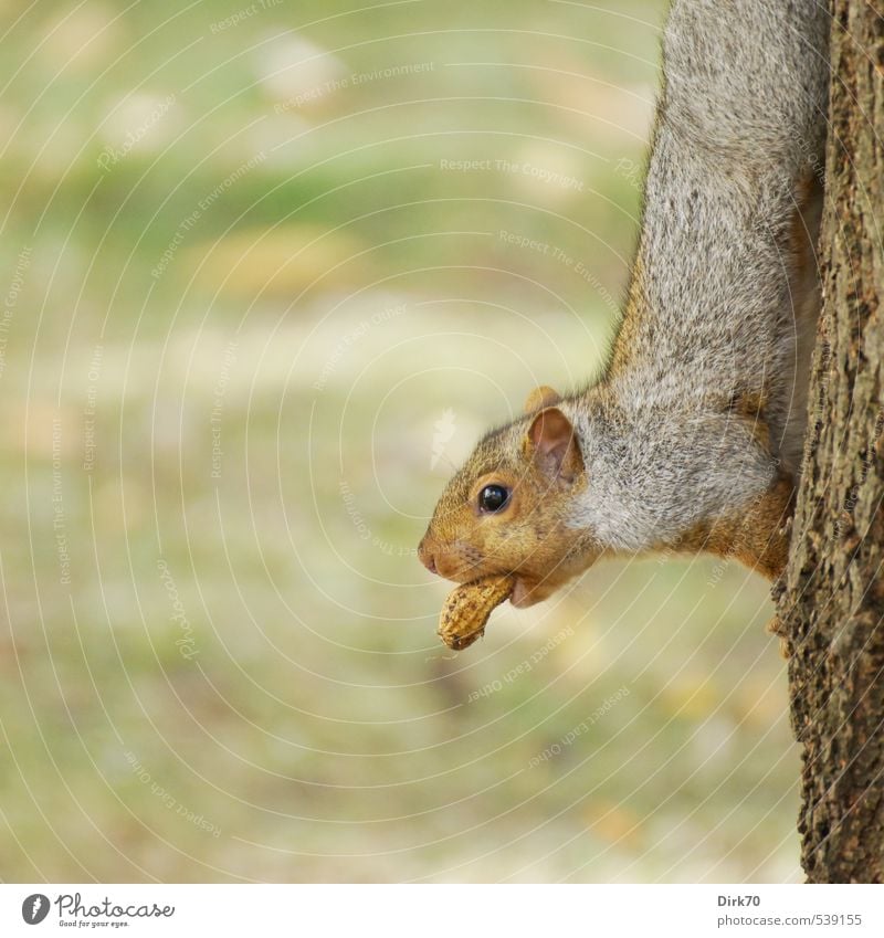 For the small hunger in the middle ... Food Peanut Snack Autumn Tree Tree trunk Park Meadow Canada Animal Wild animal Squirrel Rodent 1 Observe To hold on