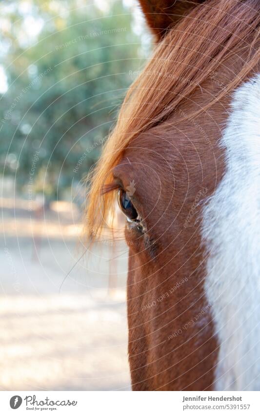 Close Up Portrait of Brown Horse sunlit animal no people natural light rural scene outdoors farm animal brown mane blaze vertical photo closeup horse mammal