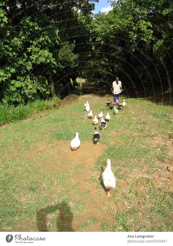 I really don't know if my ducks loved me or the food I used to treat them with... nature animals travel natural life farming raising animals domestic animals