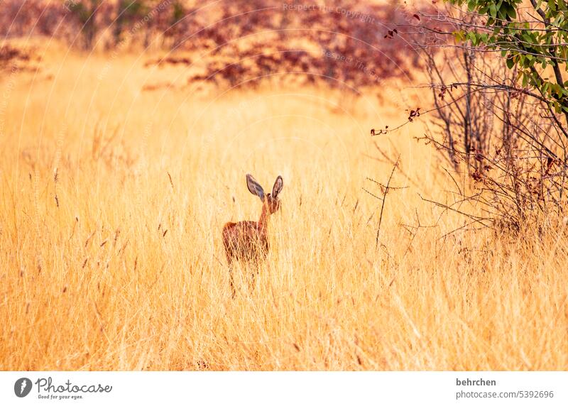 fleeting big ears Small Cute Antelope dwarf antelope steinbock aridity Hot ardor Animal protection Love of animals Wild animal Wilderness Exceptional Safari