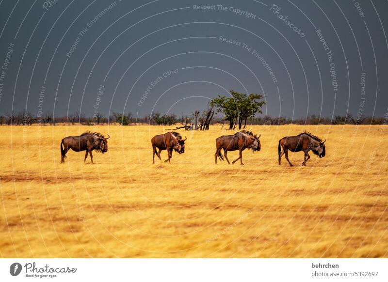 four-man backfield etosha national park Etosha Etosha pan Clouds Wild animal Fantastic Exceptional Animal portrait Free Wilderness Namibia Safari Africa wide