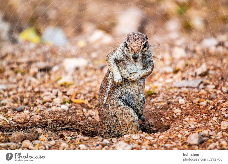 I'm sick of this monkey, monday again? Eastern American Chipmunk Rodent Brash Ground squirrel Animal Exterior shot Colour photo Etosha etosha national park