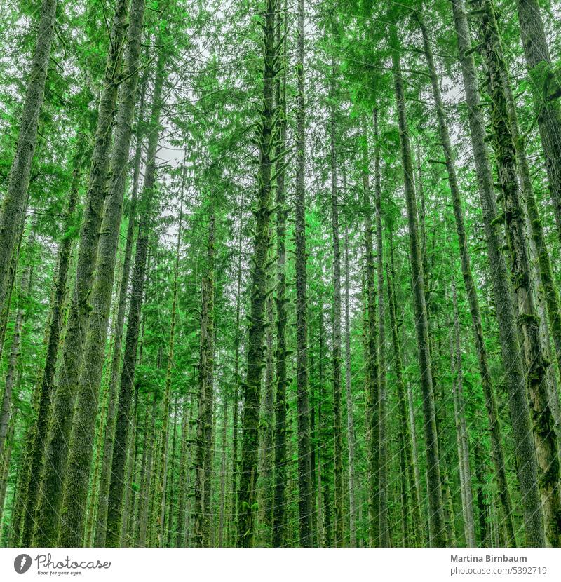 Green energy in the Hoh rainforest, lush green trees and ferns environmental protection preservation hoh hall hall of mosses landscape nature spanish foliage