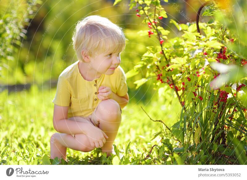 Little boy picking red currants in a domestic garden on sunny day. Outdoors activities and fun for children in summer. berry organic harvest collecting fruits