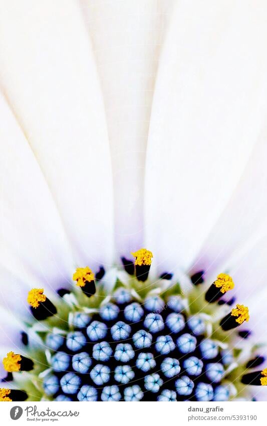 White Bornholm Marguerite/ Osteospermum ecklonis closeup Bornholm daisy composite Cape basket asteraceae Flower Plant blossom from South Africa Close-up