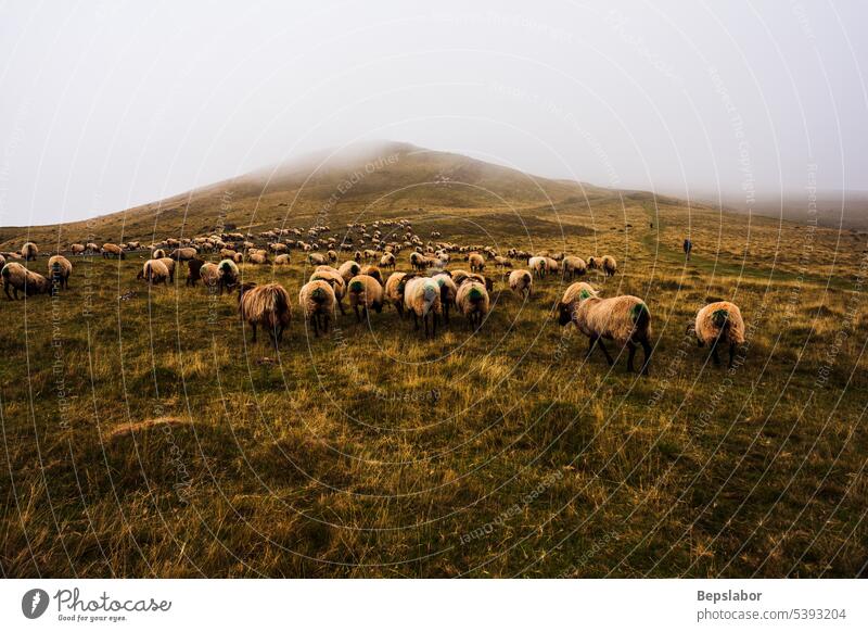 Flock of sheep grazing on Camino de Santiago goats animal nature fog mist pasture grass farming misty flock foggy herd morning rural white field flock of sheep