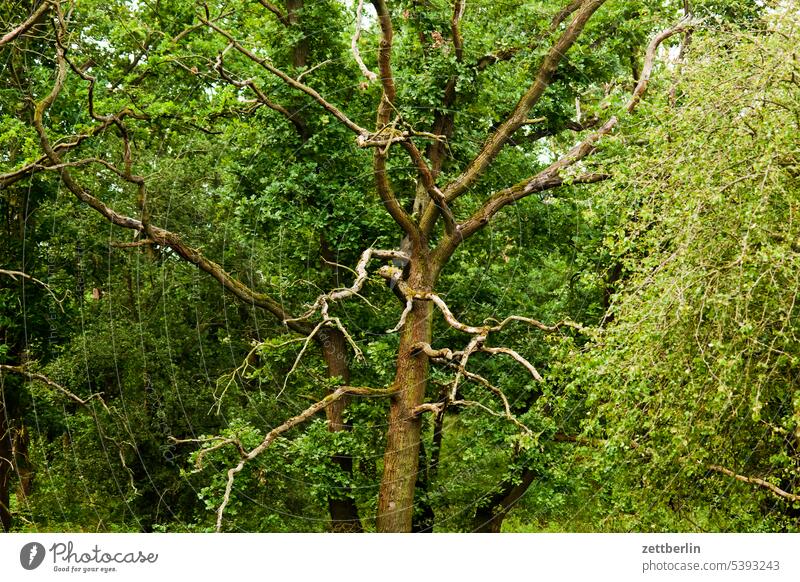 Tree without leaves trunk Branch Twig Damage forest damage Crown Treetop vegetation Nature Forest Deciduous forest Green Park Relaxation Oxygen Summer Season