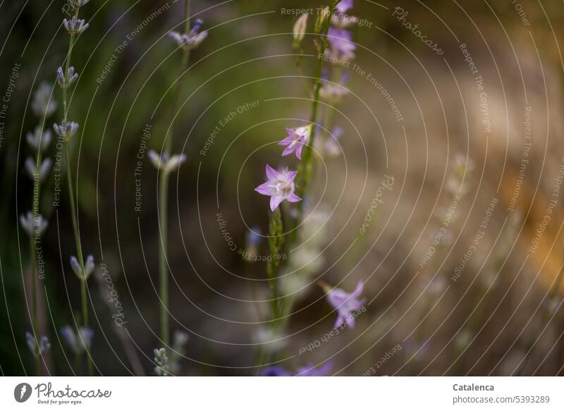 Lavender and meadow bellflower flora Nature Plant Flower Blossom Bluebell Meadows bellflower Campanula Violet pretty naturally Garden Campanula patula Green Day