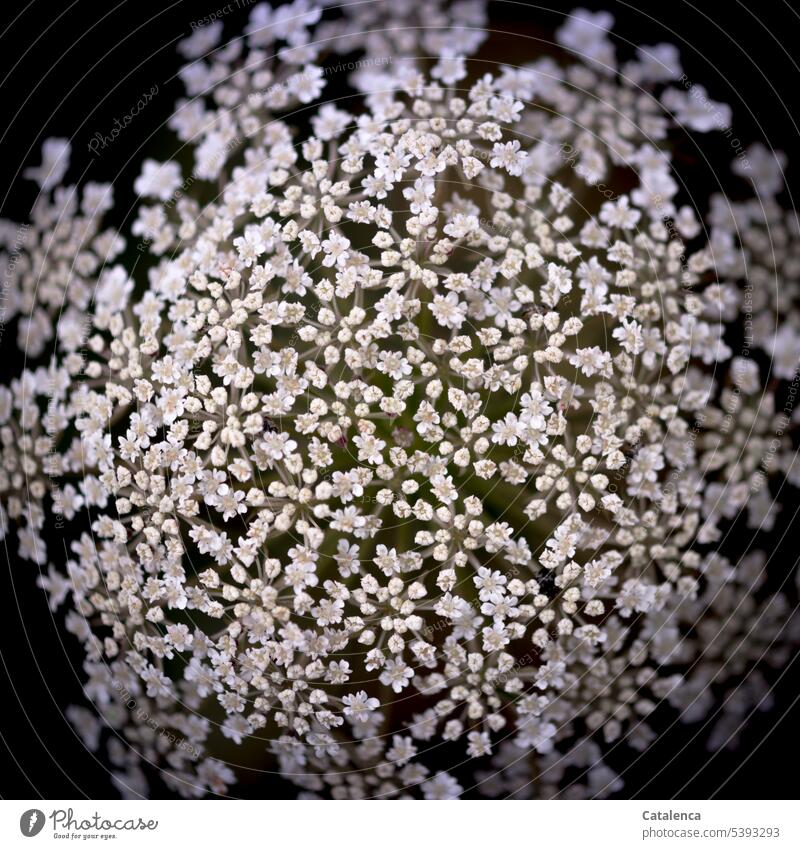 Wild carrot flower Nature flora Plant Umbelliferae (Apiaceae) Daucus carota Wild plant Blossom blossom Meadow Garden fade Growth White daylight Day Green