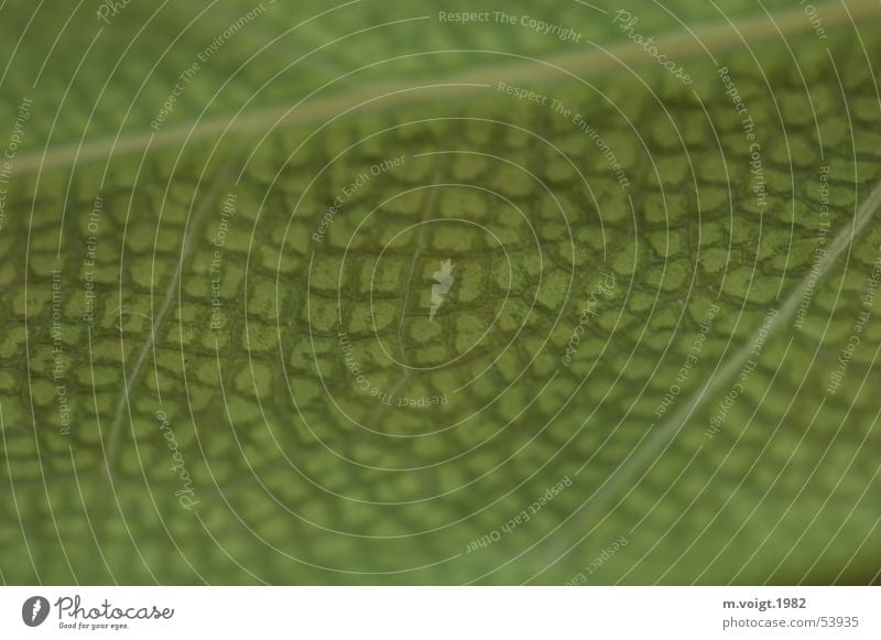 structure Colour photo Detail Macro (Extreme close-up) Pattern Structures and shapes Copy Space bottom Deep depth of field Plant Leaf Foliage plant Pot plant